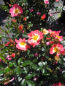 Preview: Beetrose Bienenweide Bicolor 2